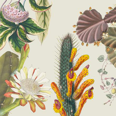 <br><br><br>Come Coltivare Cactus e Succulente<br><br>Paul Rees